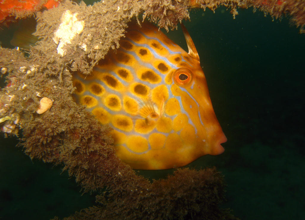 Eubalichthys mosaicus